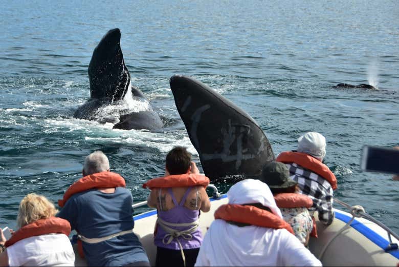 Tendréis el privilegio de contemplar las ballenas de cerca