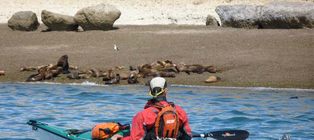 Tour en kayak y avistamiento de lobos marinos