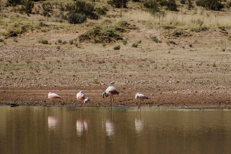 Laguna Colorada de Yavi