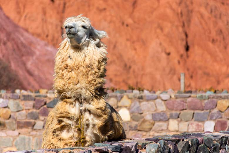 Llama andina en Purmamarca