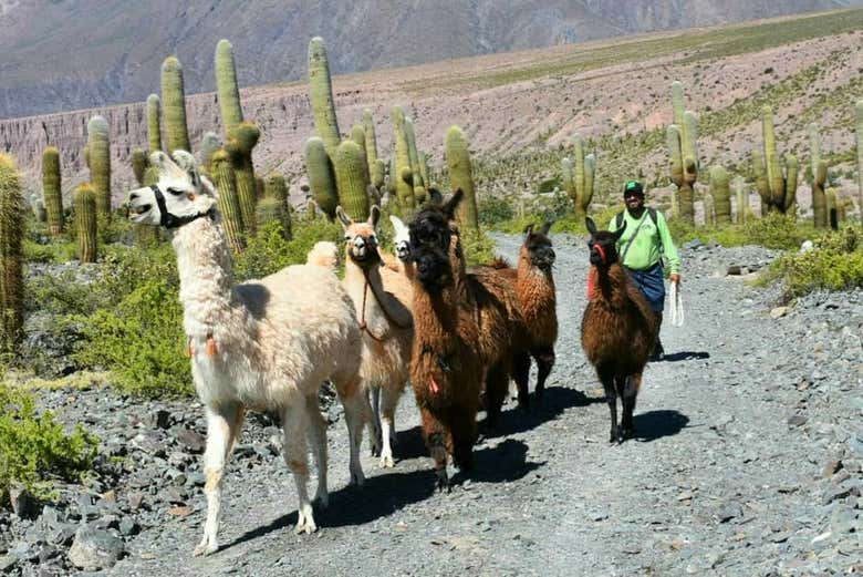 Recorriendo Purmamarca con las llamas