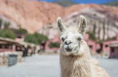 Hike with Llamas in Purmamarca