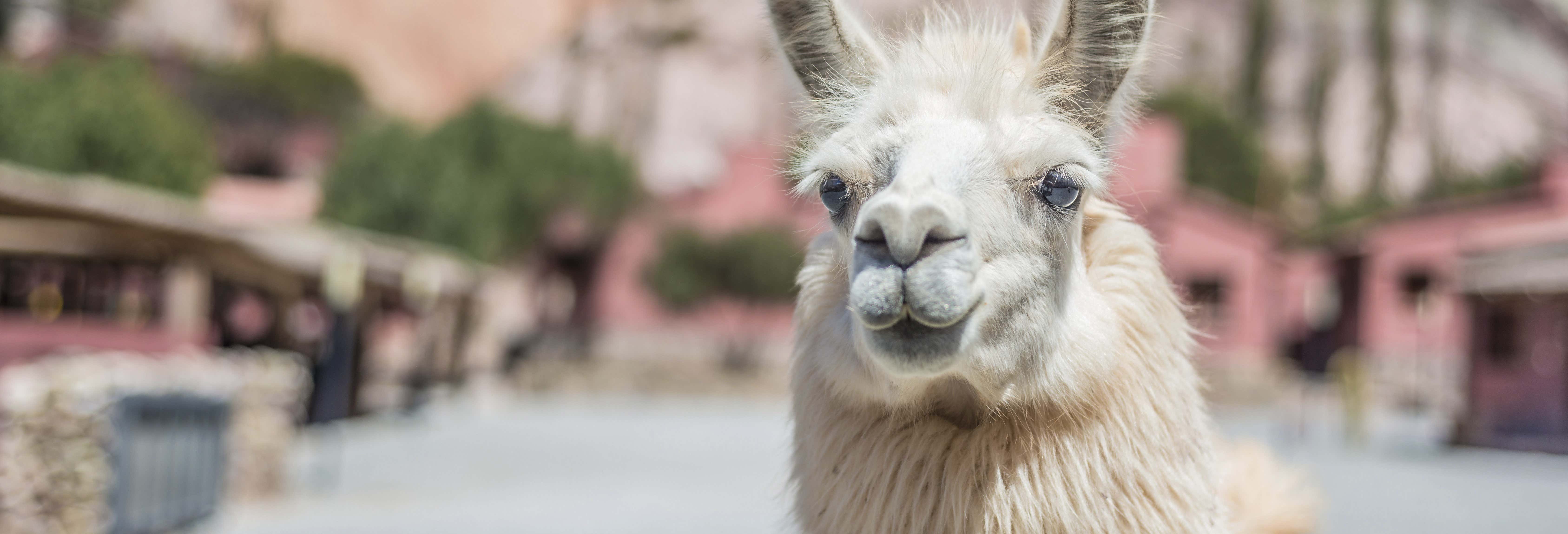 Senderismo / Trekking en Purmamarca
