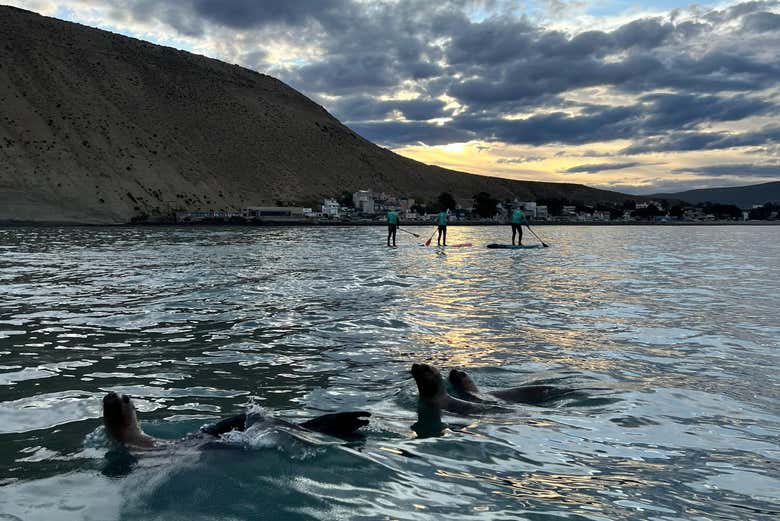 Leones marinos de la costa de Rada Tilly 