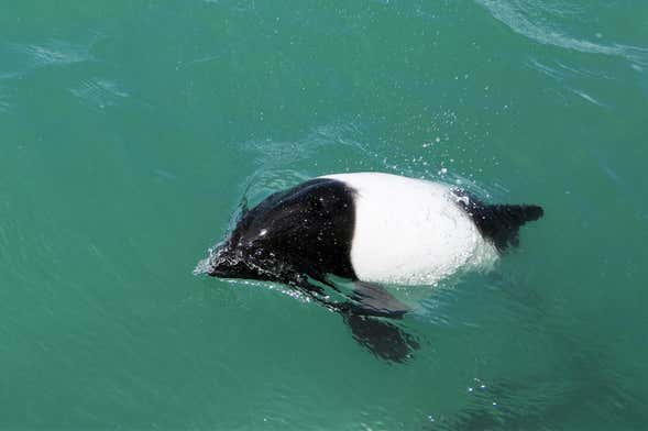 Dolphin Watching in Puerto Rawson