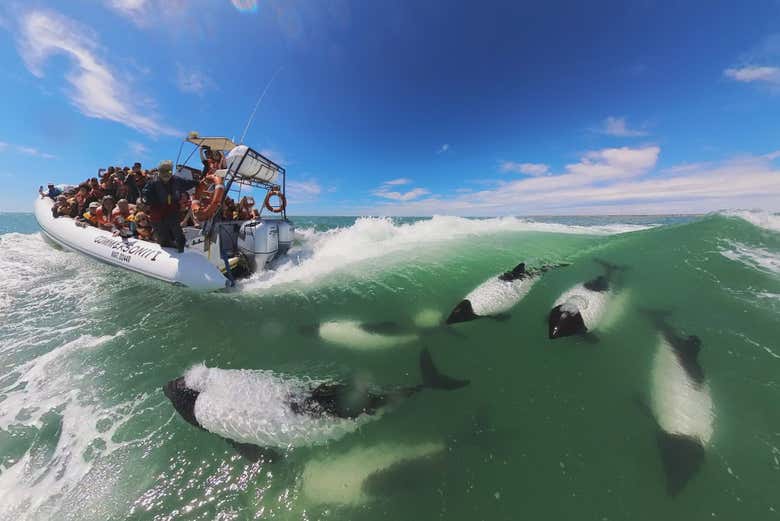 Amigables delfines patagónicos