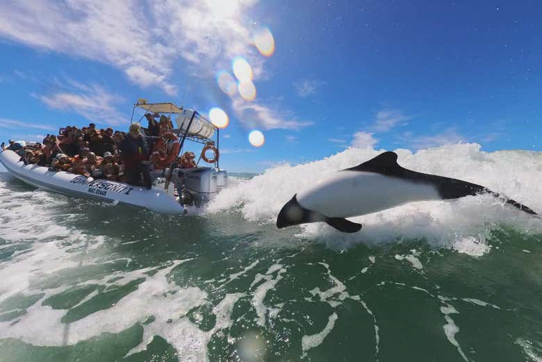 Un ejemplar de delfín dando un salto cerca de la lancha