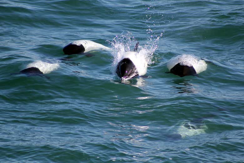 Patagonian dolphins in the waters of Puerto Rawson