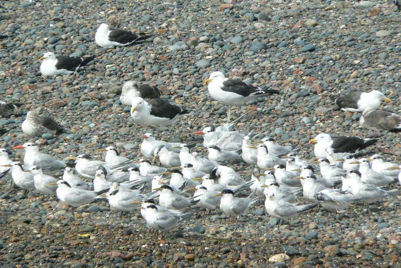 Veremos algunas aves atlántcias