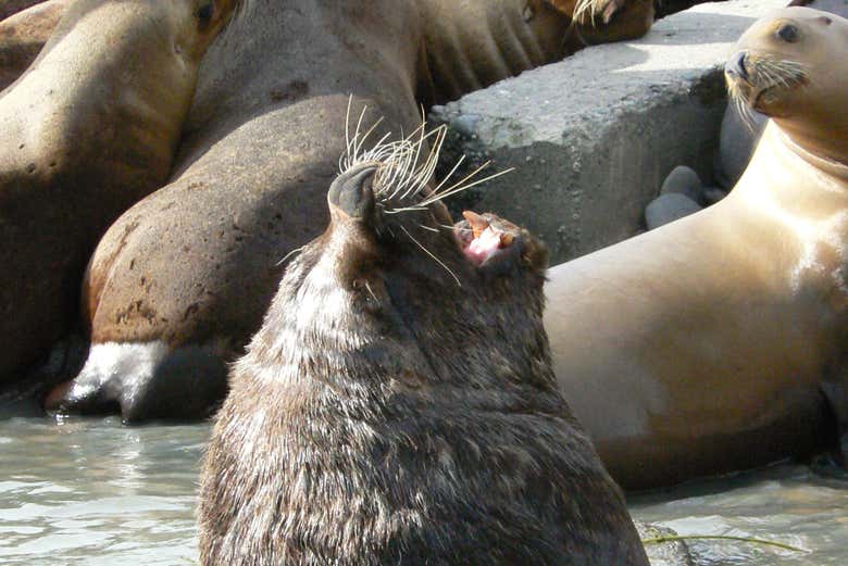 Ejemplares de lobos marinos