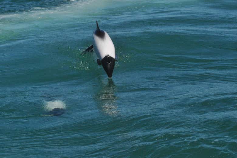 A dolphin jumping