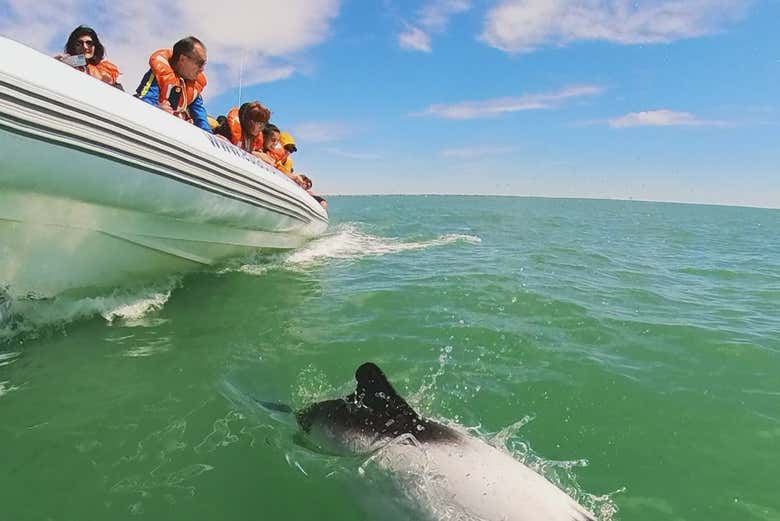 Os contaremos las curiosidades de estos mámíferos