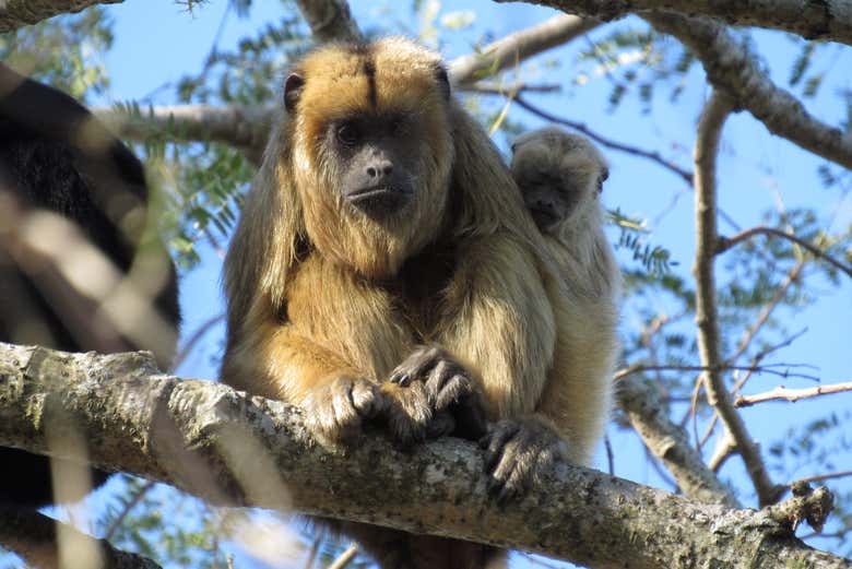 Macacos em Jaaukanigás