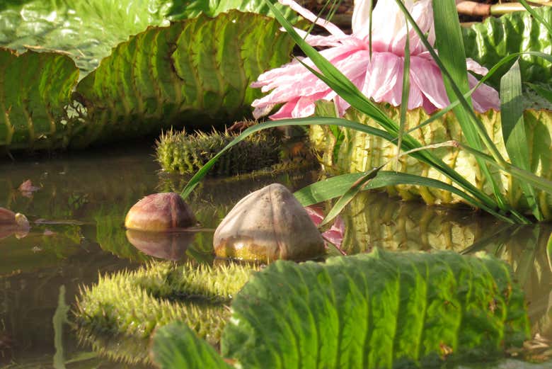 Natureza de Jaaukanigás