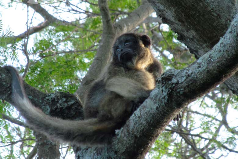 Jaaukanigás é o lar de várias espécies de mamíferos