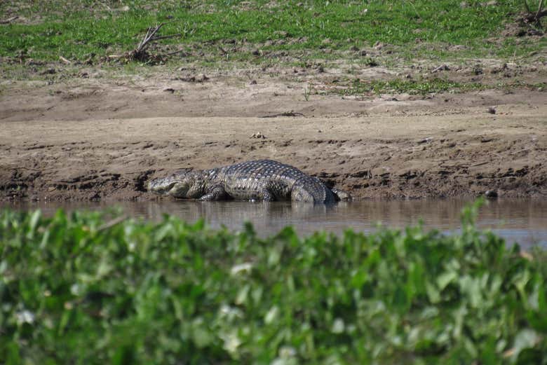 Jacaré no pântano Jaaukanigás