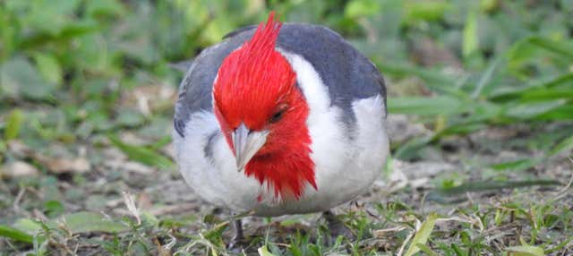 Birdwatching at the San Rafael Estate