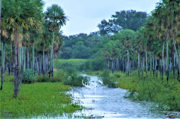 Excursión privada al Parque Nacional Chaco