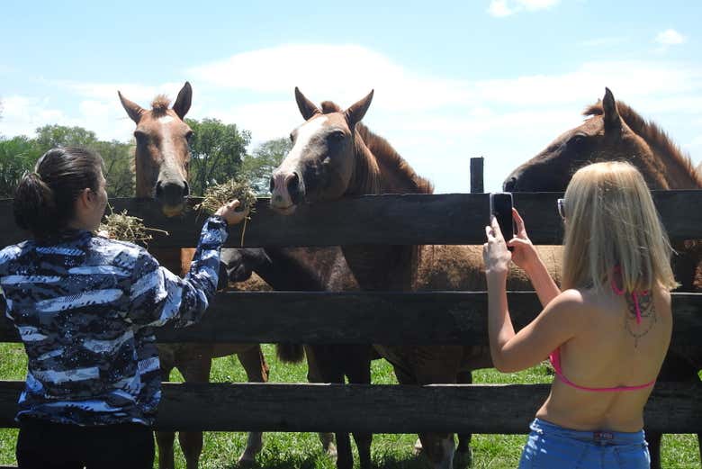 Alimentando a los caballos de la estancia