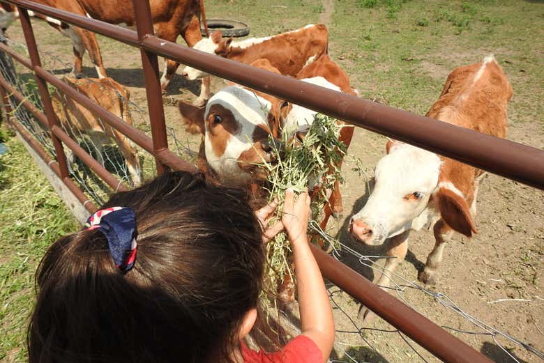 Alimentando a los animales de la estancia