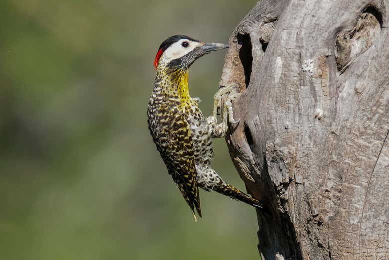 Le Chaco abrite une grande diversité ornithologique