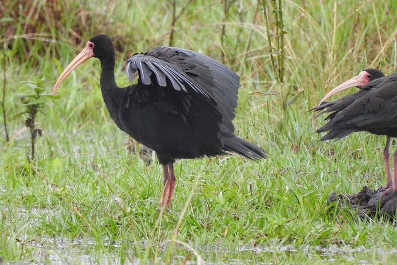 Vous pourrez observer les oiseaux de près