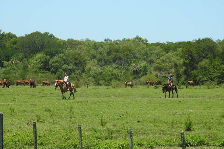 Profitez d'une balade à cheval dans la réserve