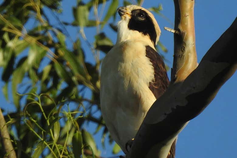 La région du Chaco abrite de nombreux oiseaux endémiques