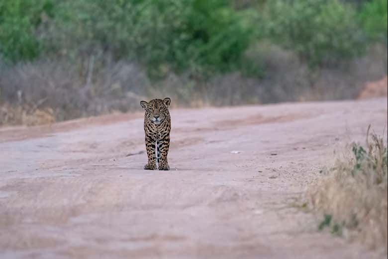 Les félins sont très courants dans le Chaco