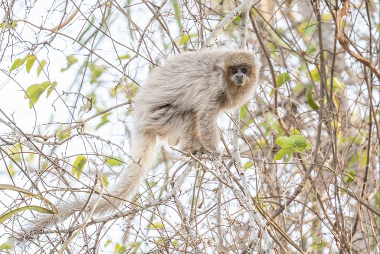 Vous découvrirez les caractéristiques de la faune locale