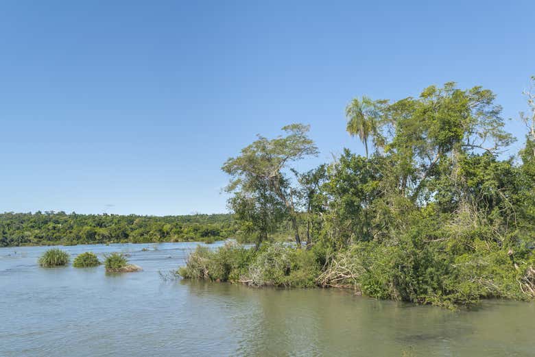 Conoceremos la flora autóctona del Paraná