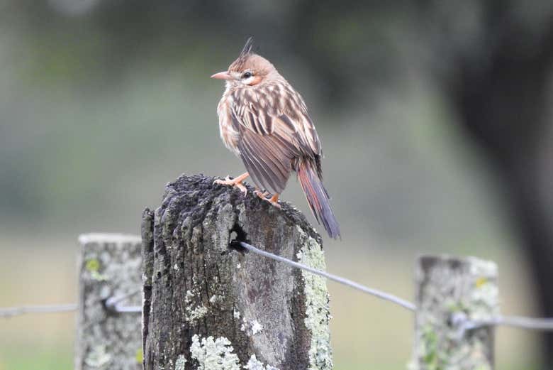 Vous verrez différents oiseaux endémiques