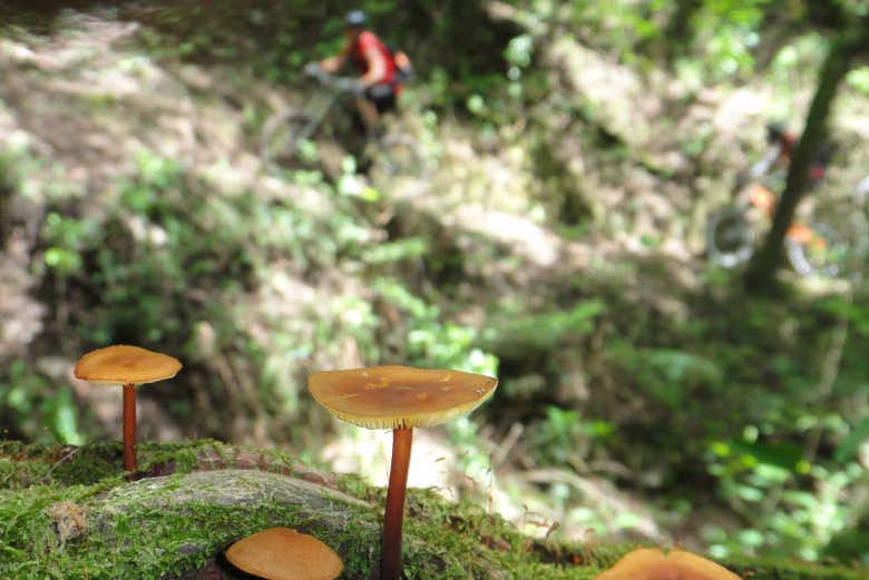 Natureza do Caminho Inca