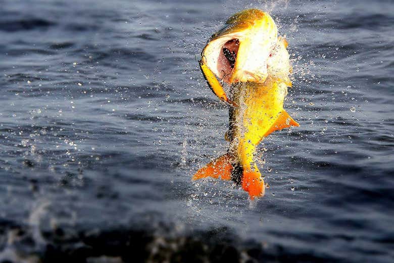 Pez picando en el anzuelo en el río Paraná