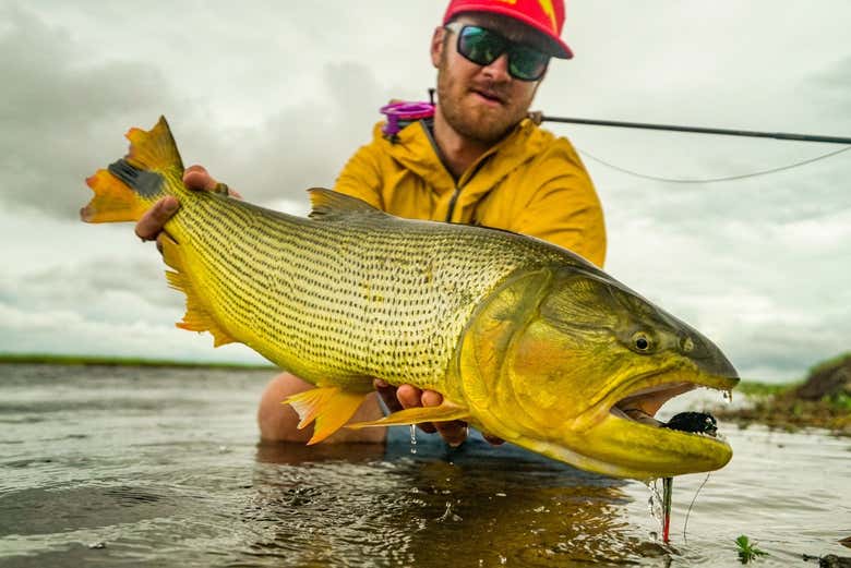 Pez capturado en aguas del río Paraná