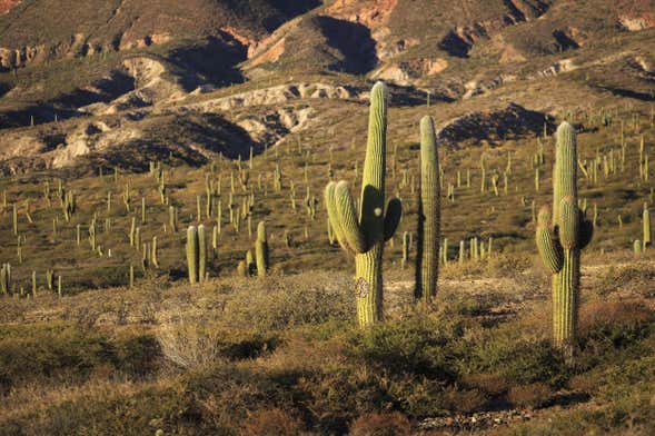 Excursão ao Parque Nacional de los Cardones + Trilha pela Puente del Diablo