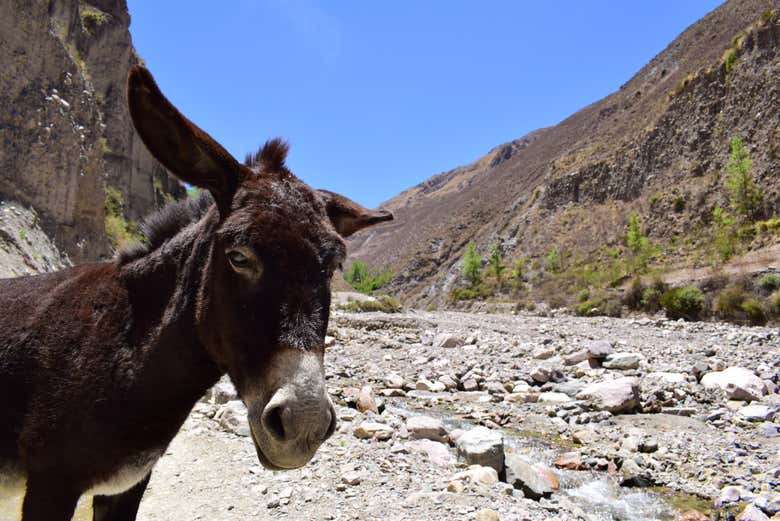 Un asno por las montañas de Iruya