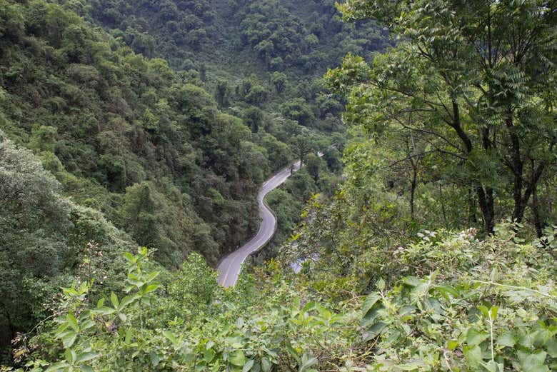 Bosque argentino de yungas