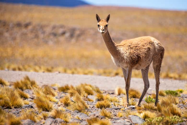 Camélido andino en la Serranía de Hornocal