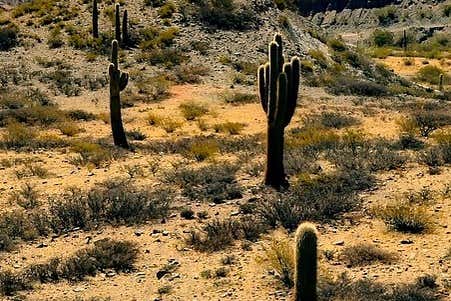 Conheceremos a vegetação de Los Cardones 