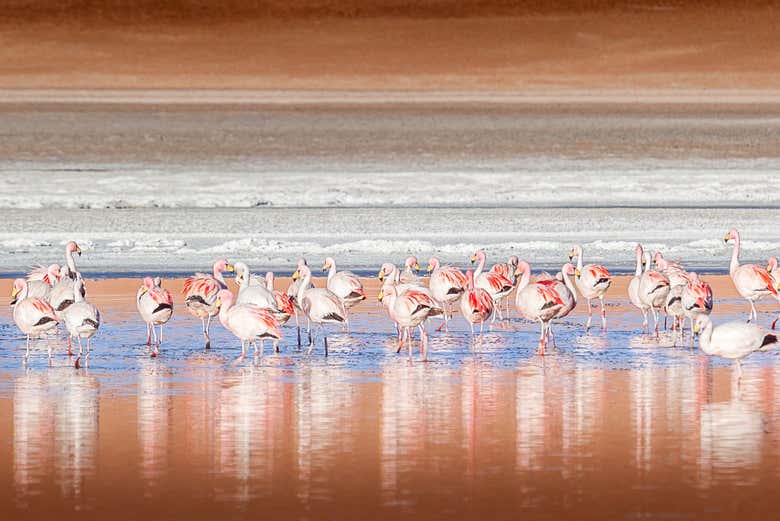 Excursión a la laguna del Toro desde Salta