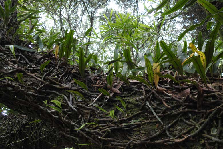 See botanical wonders like never before