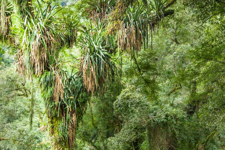 Marvel at the lushness of the park