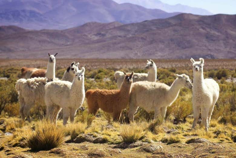Fauna de los Valles Calchaquíes