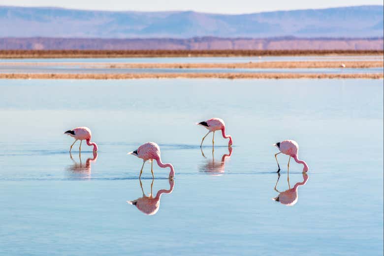 Fenicotteri nel loro habitat naturale