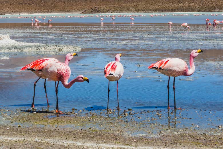 Splendidi fenicotteri rosa