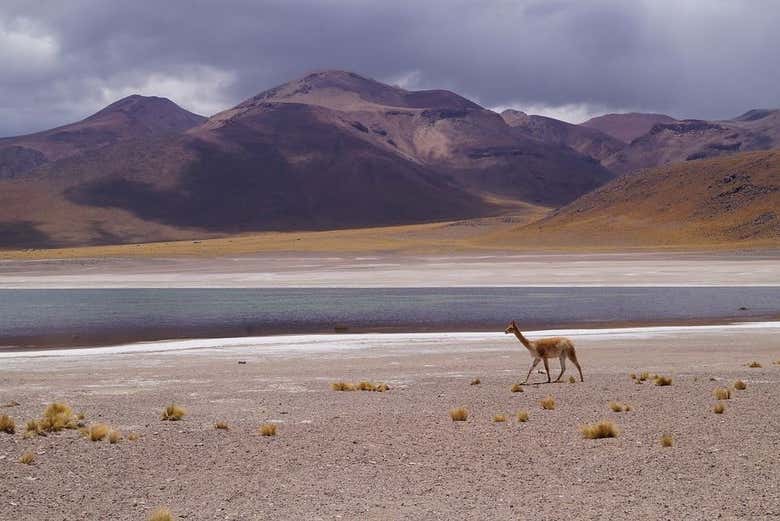 Lama a spasso per la laguna del Toro