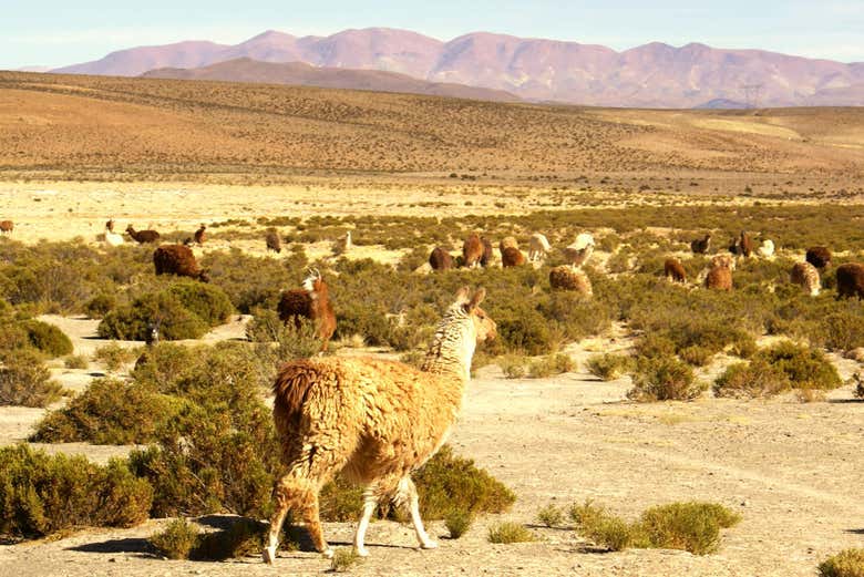 Les paysages du nord de l'Argentine