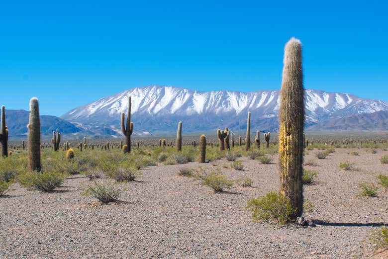 Paisagens de Payogasta
