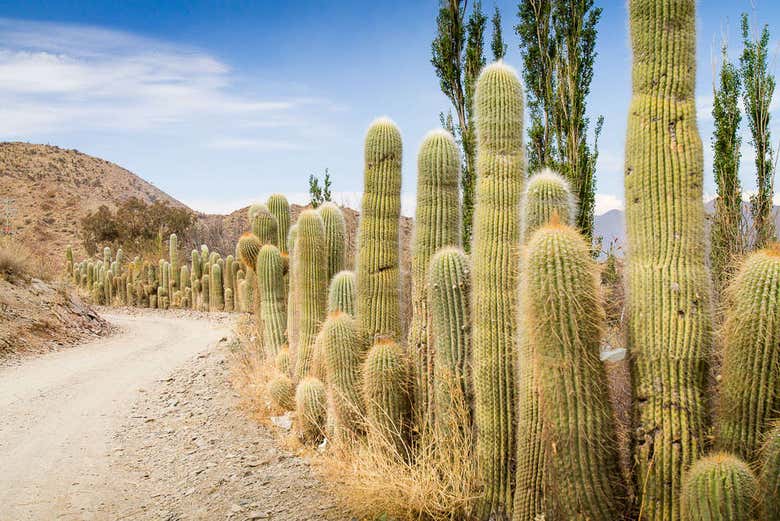 Les cactus de Cachi